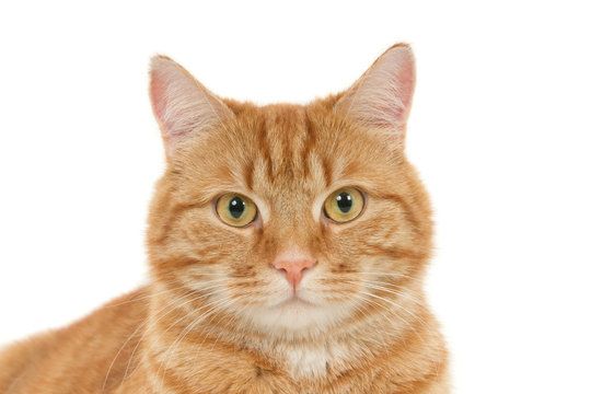 A tabby cat's starring year — the original photo